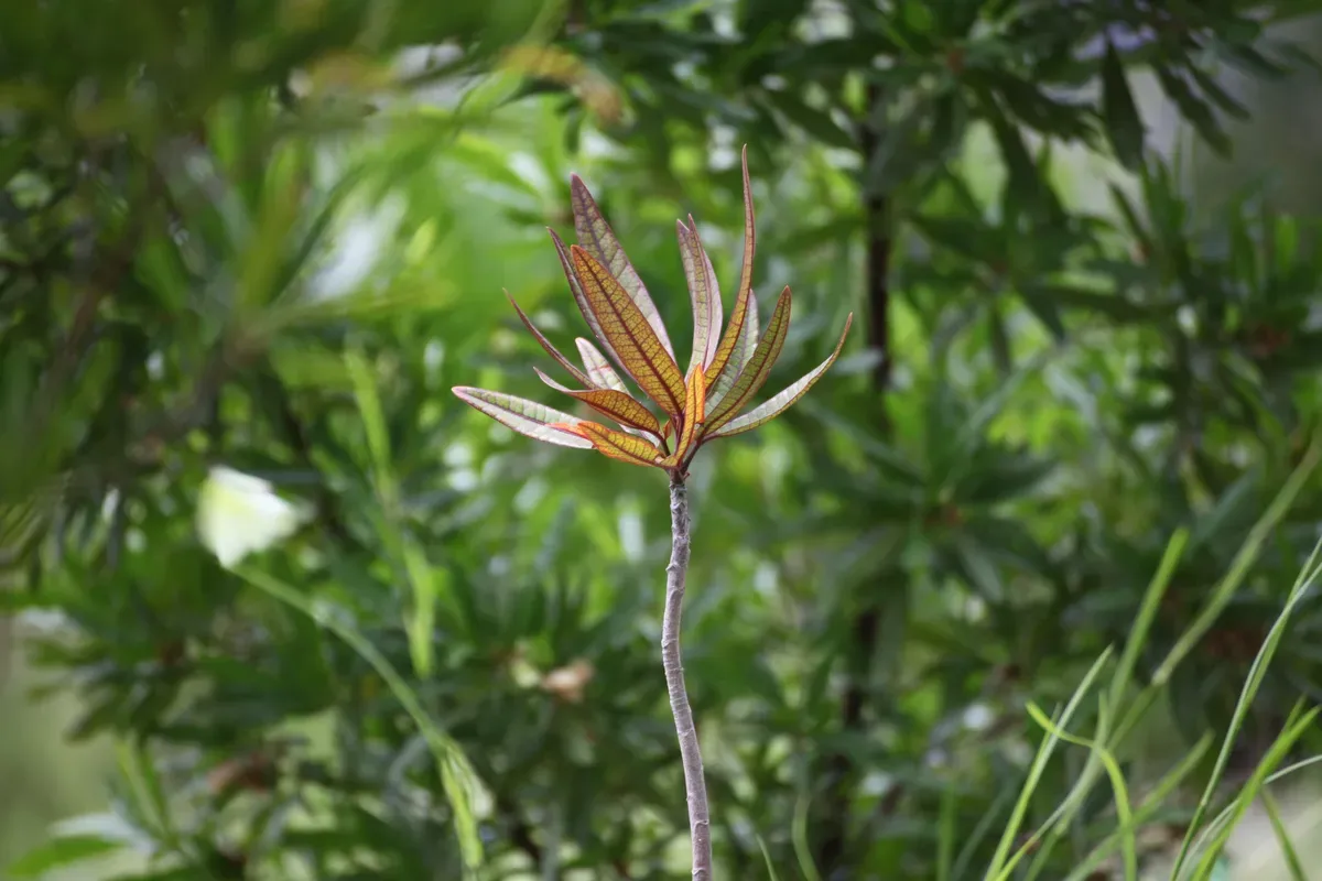 Hero 13 - Maraisiana Polyscias sapling