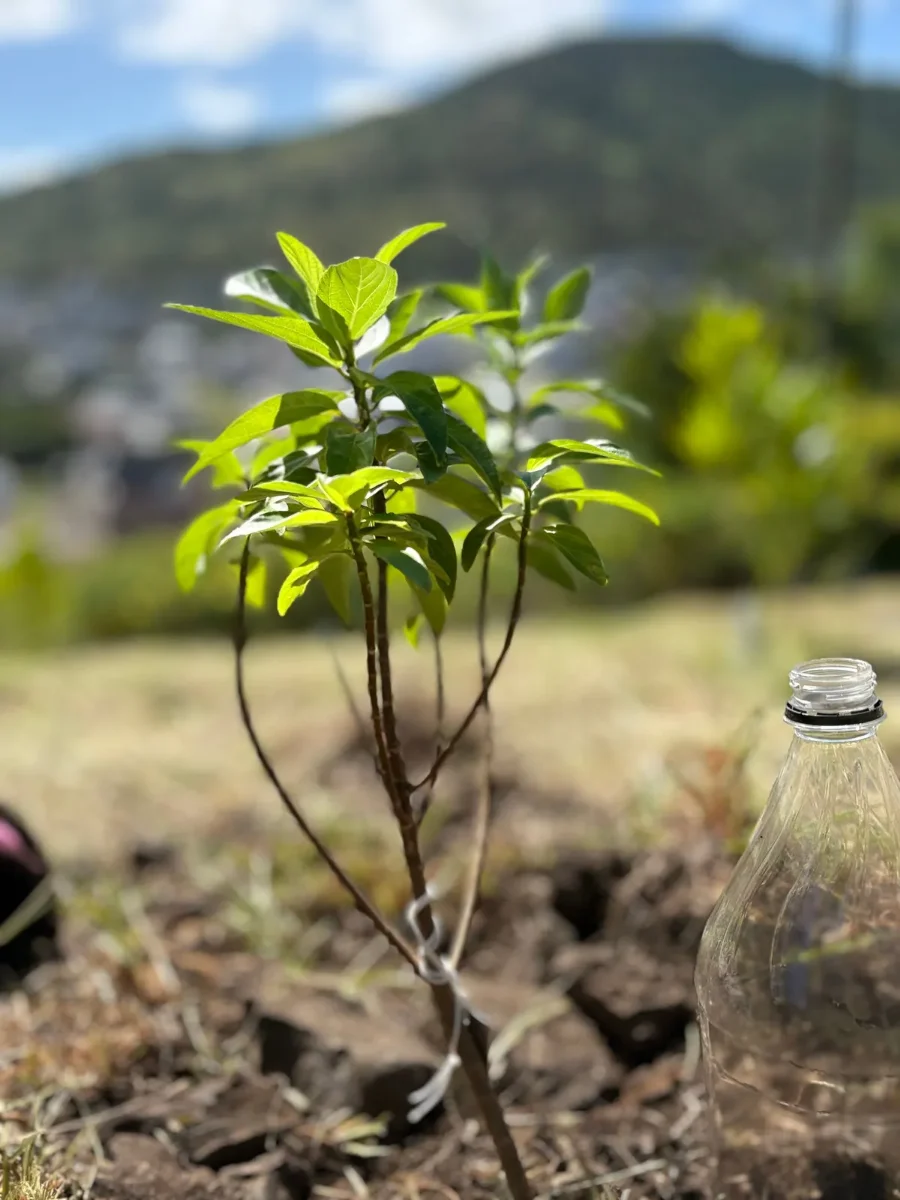 Hero 14 - Poulzozia Laevigata sapling