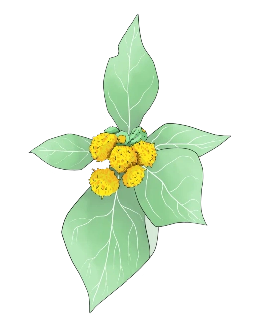 Process Icon - Distephanus