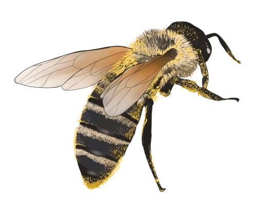 Process Icon - Bee