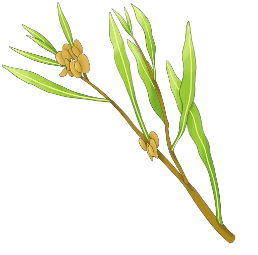 Dodonea Icon - Bois de Renette