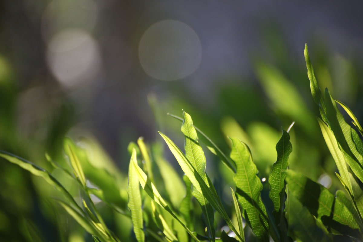 Banner - Grass