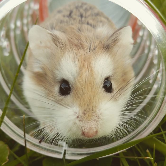 マウスの実験でわかった科学的根拠