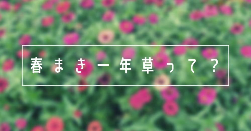 春まき一年草って?