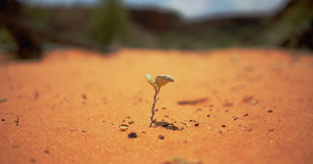 seed