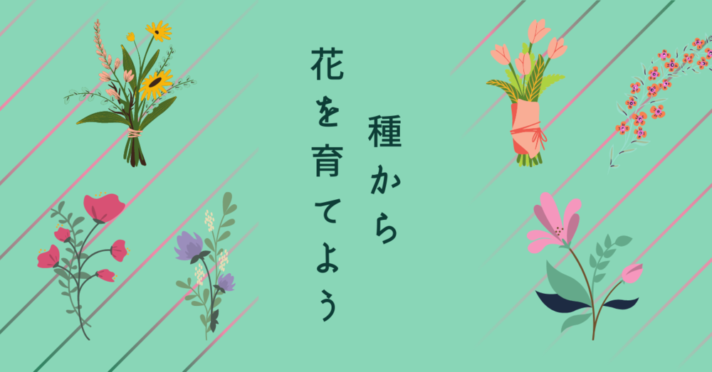 【知育】種から花を育ててみよう！夏～秋の一年草