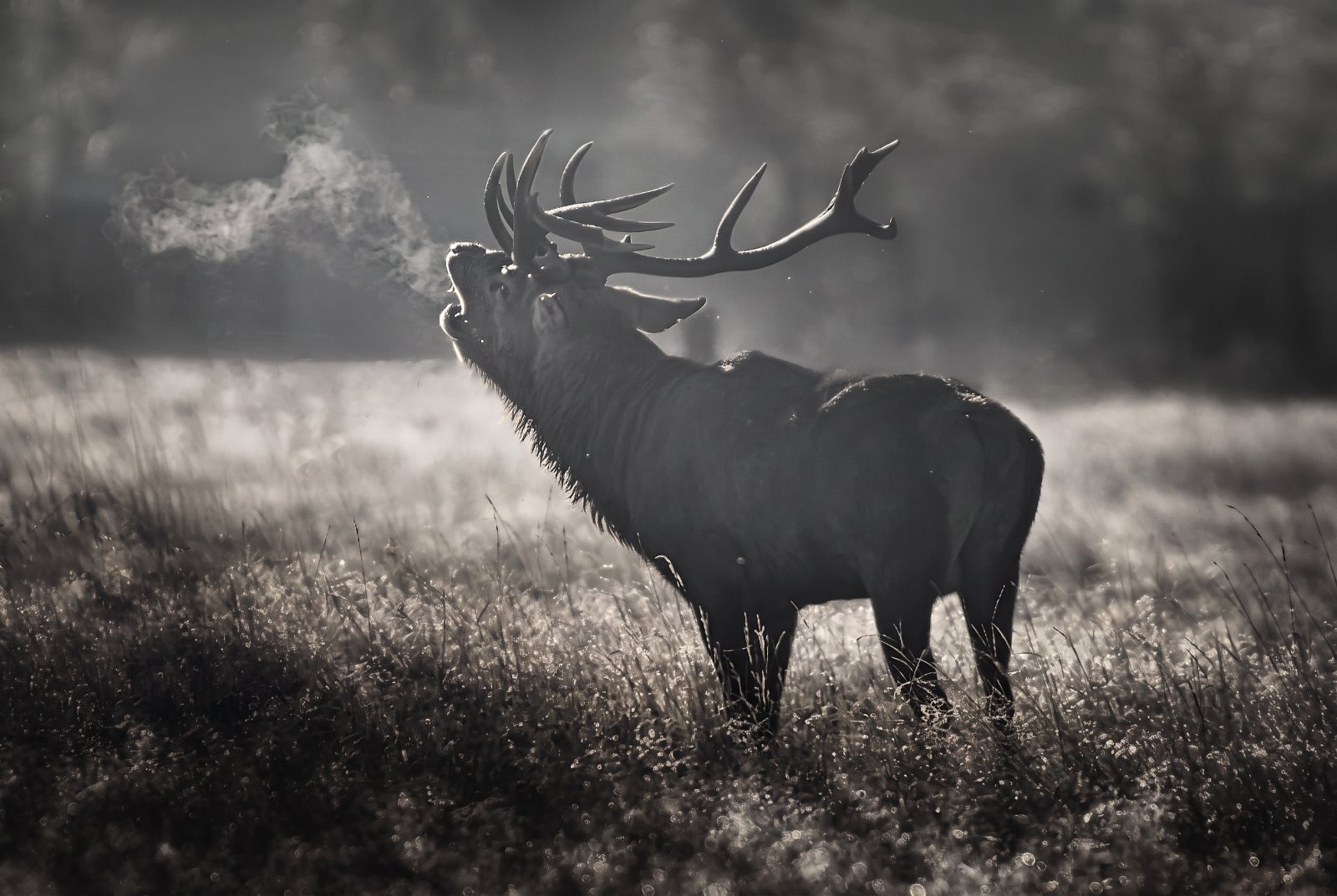 Black-and-white wide landscape of a heather grouse moor in the Pennines or Perthshire in late summer, low cloud over the