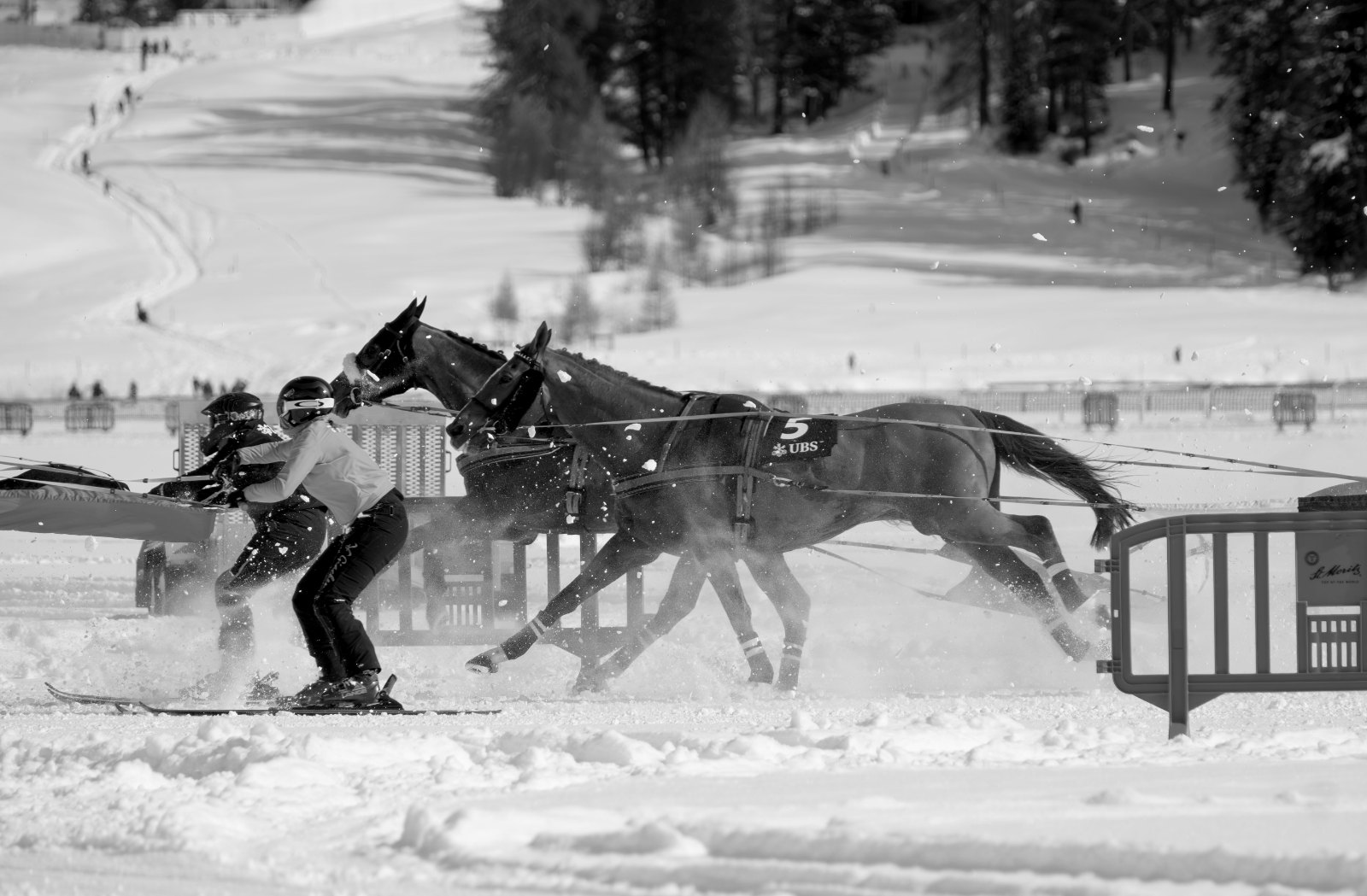 Black-and-white image of skikjöring or flat racing at White Turf: a horse pulling a skier across the snow track, low ang