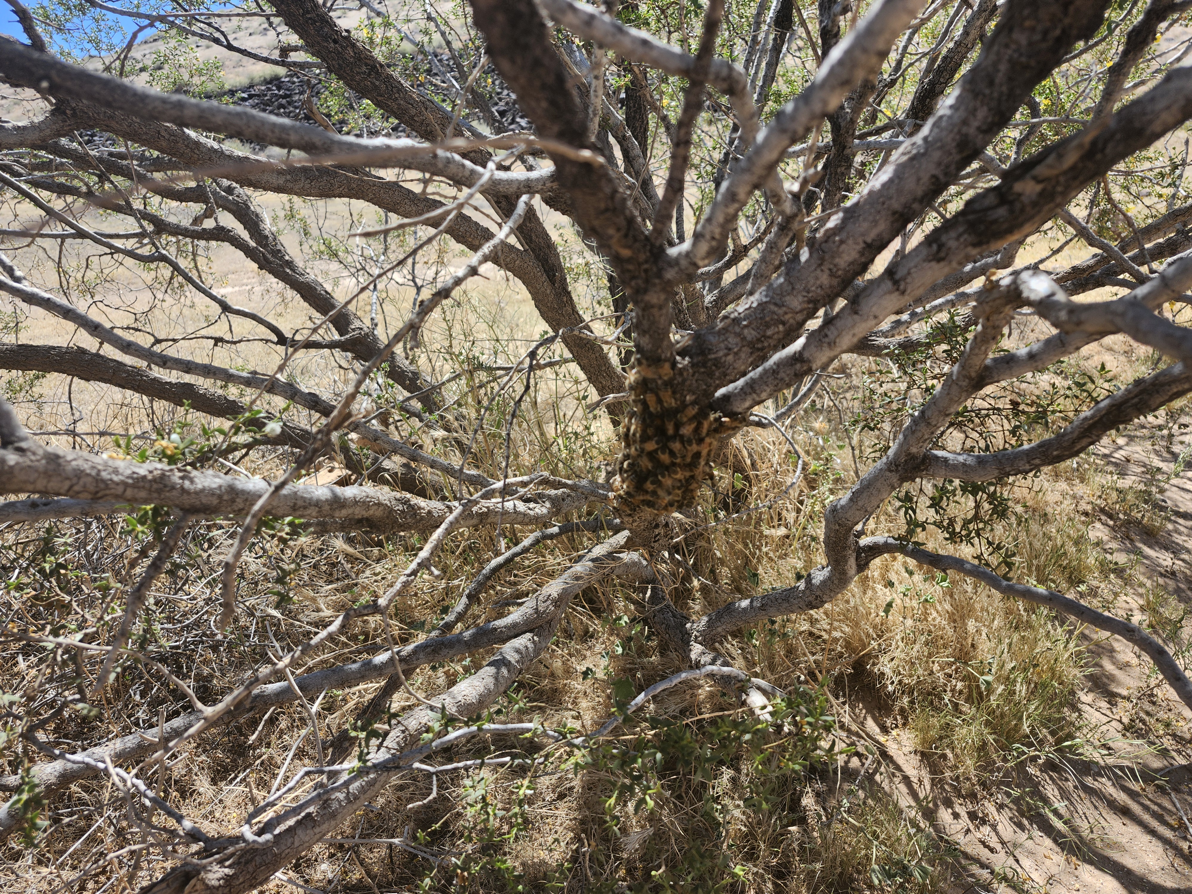 The bush where the swarm was caught