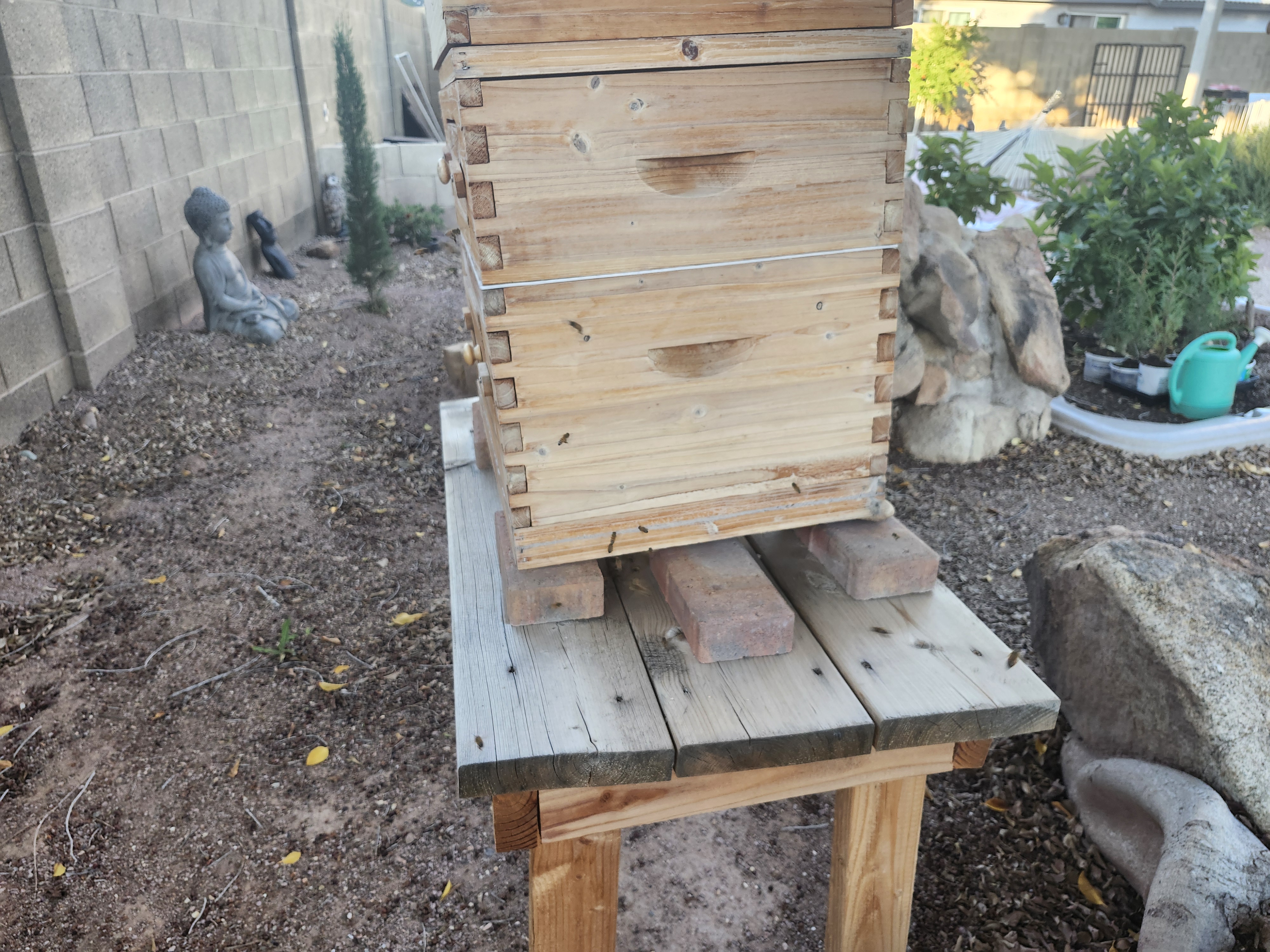 The bees just settled into their new home