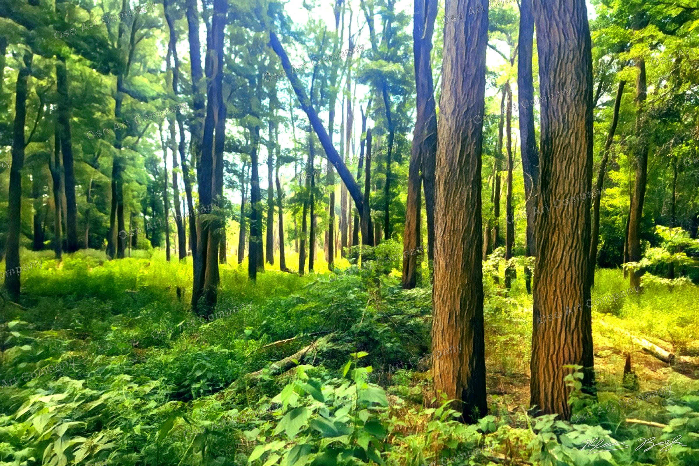 River Woods Illustration