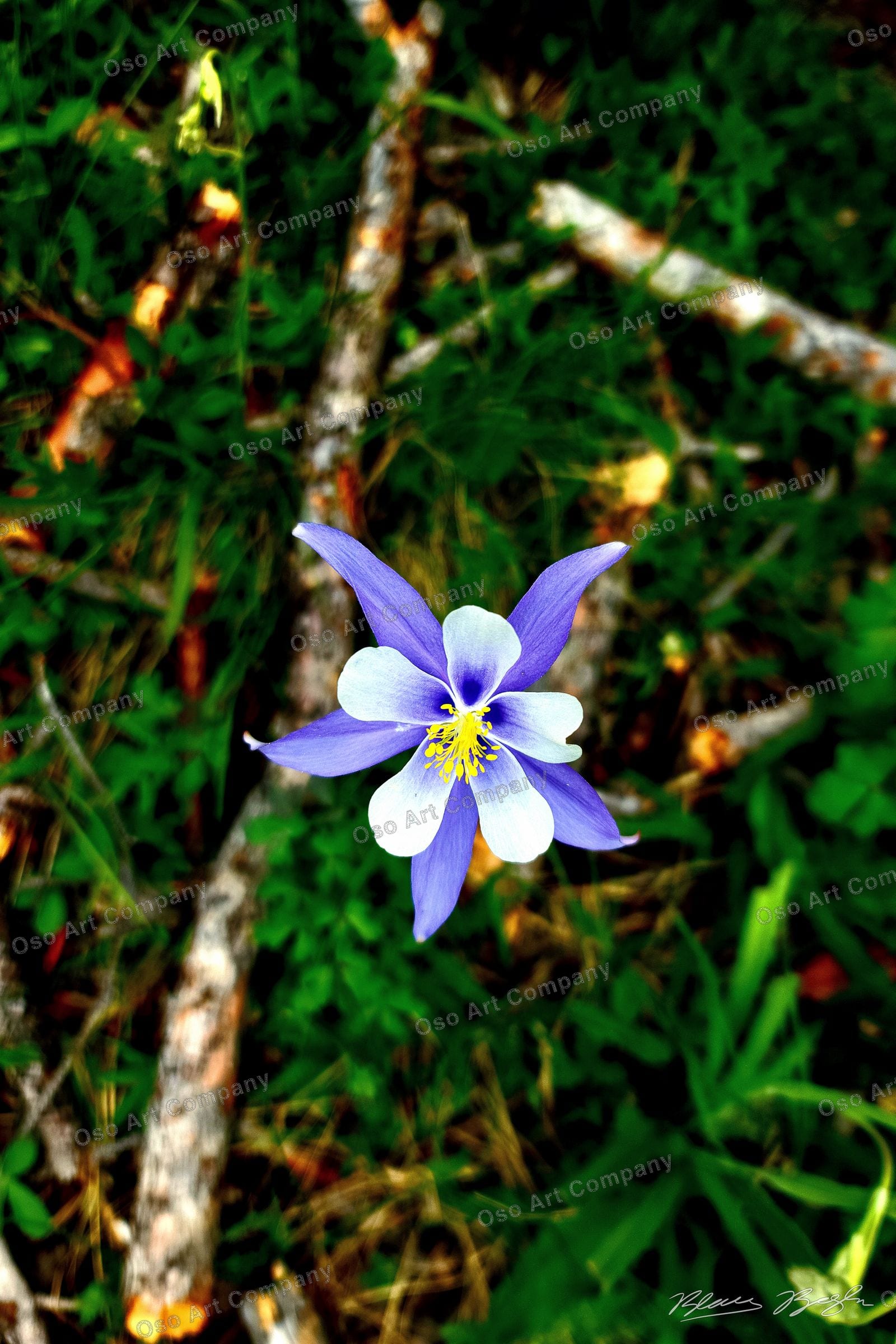 Columbine Flow