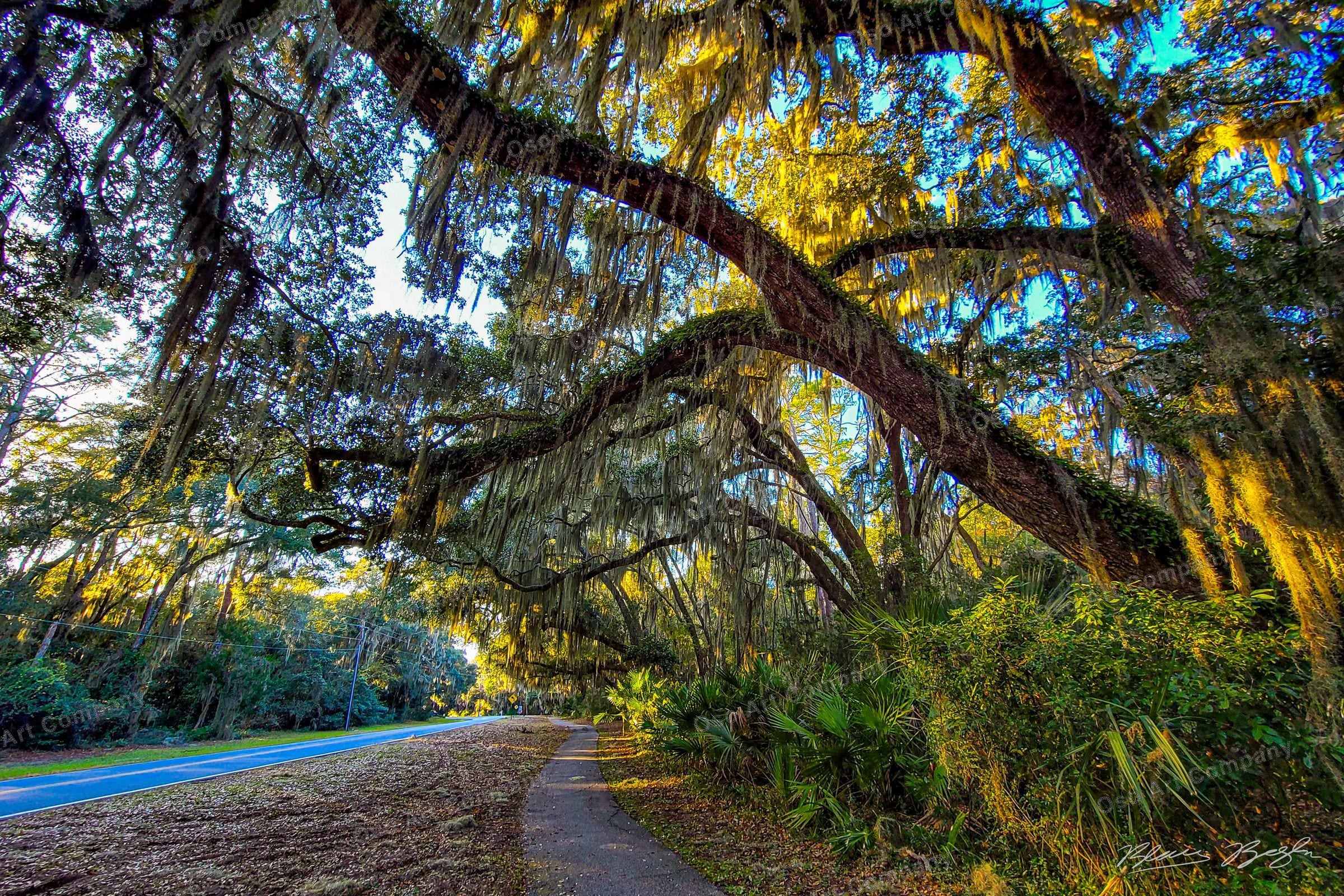 Jekel Island Spanish Moss