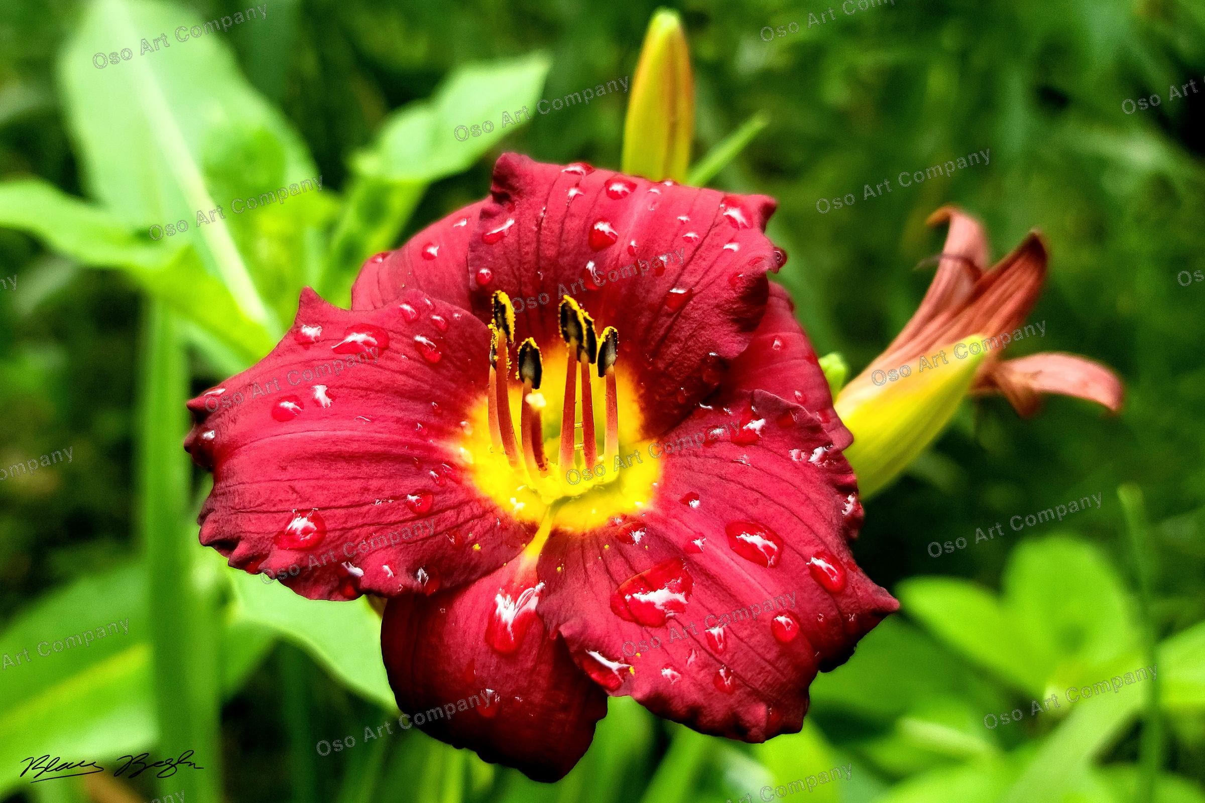 Red Cottage Flower