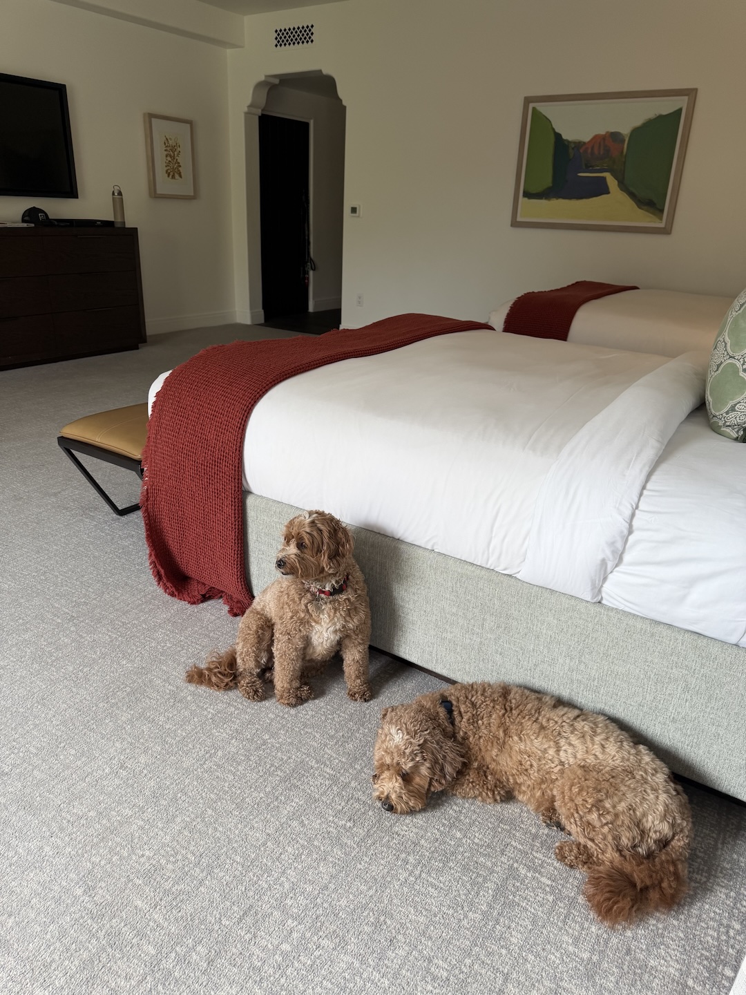 Dodger and Rocket relaxing on the carpet in our room at Ojai Valley Inn