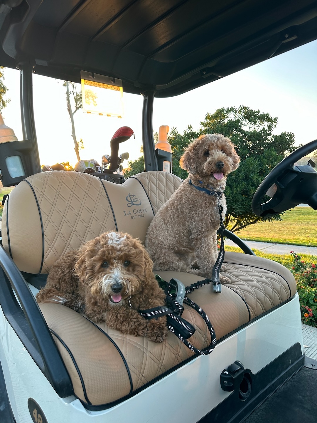 Dodger and Rocket riding in a golf cart at Omni La Costa