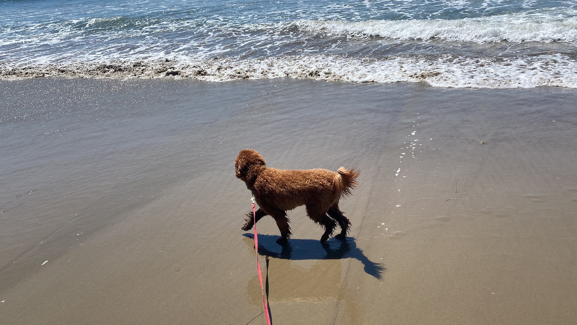 One of our dogs walking along the water's edge on the beach near the Ritz-Carlton Bacara