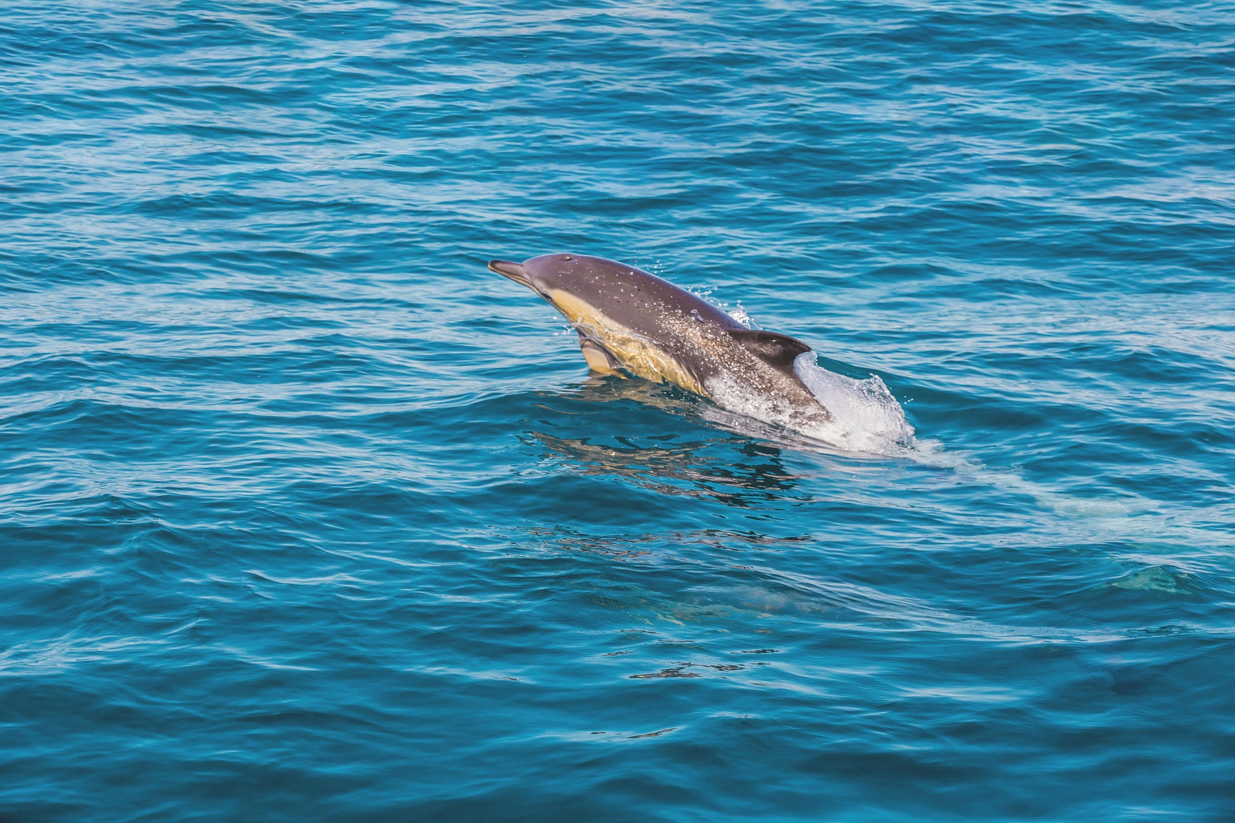Dolphin Watch