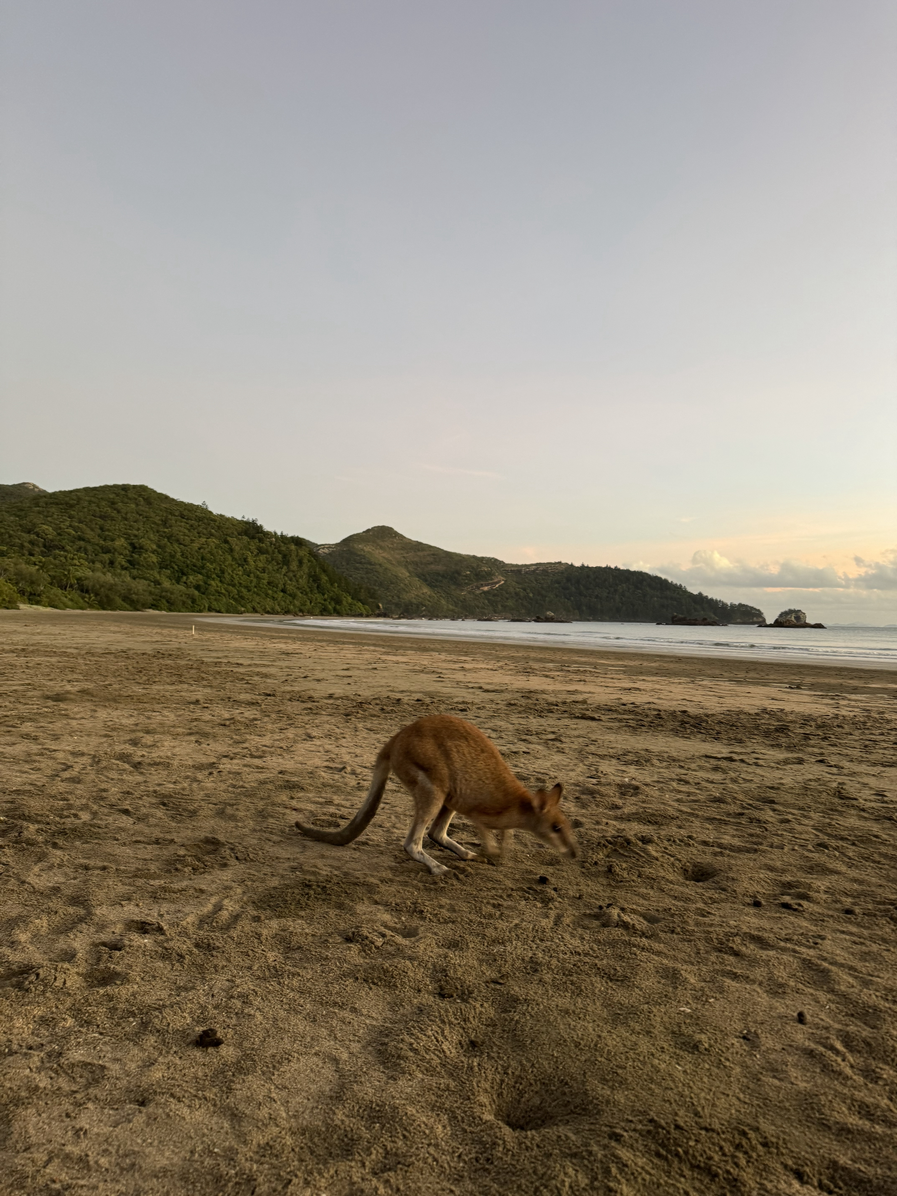 Cape Hillsborough Beach