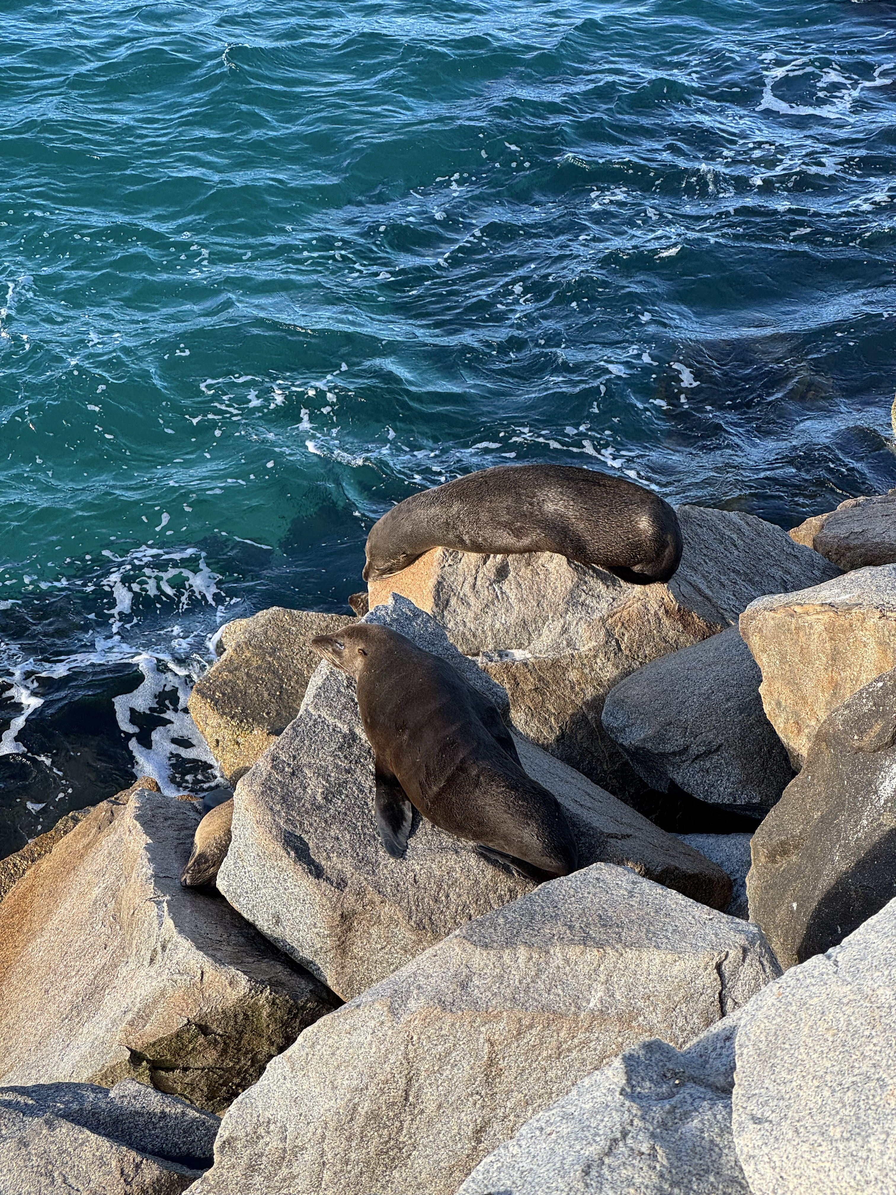 Seal Rocks