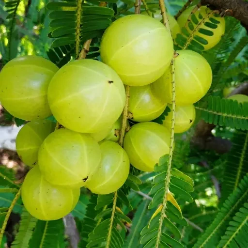 Amla Sapling (நெல்லிக்காய்)