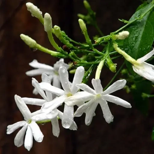 Arabian Jasmine (நித்யா மல்லி)