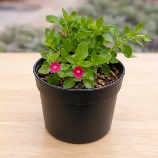 Baby Sun Rose (பேபி சன் ரோஸ்)