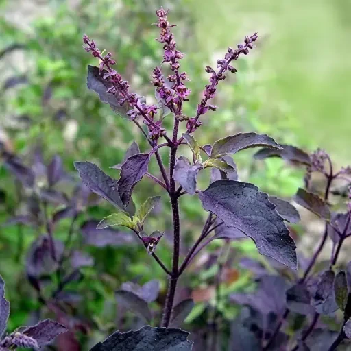 Black Holy Basil (கருந்துளசி)