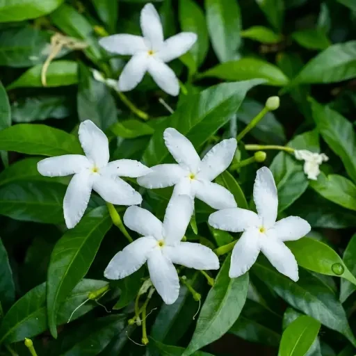 Crape Jasmine (நந்தியாவட்டை)
