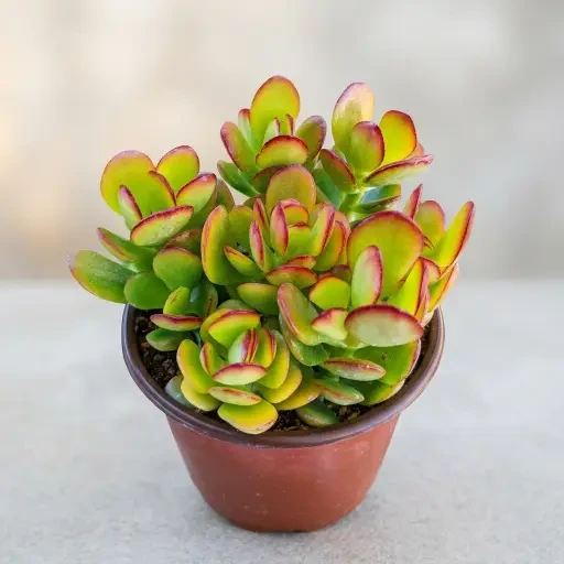 Crassula Jade (குபேர செடி)