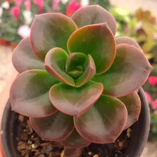 Dark Echeveria (ஈச்வேரியா)