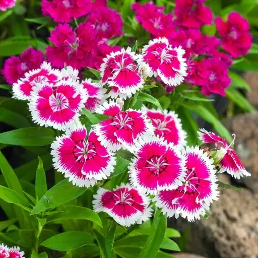 Dianthus (டயந்தஸ்)