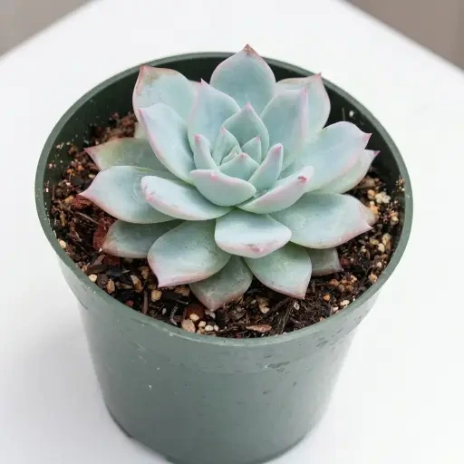 Echeveria (ஈச்வேரியா)