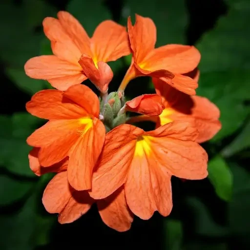 Firecracker Flower (கனகாம்பரம்)