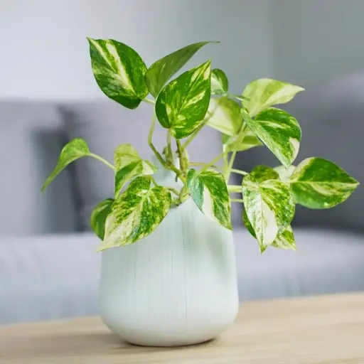 Golden Pothos (போத்தோஸ்)