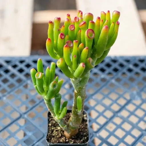 Gollum Jade (கொல்லம் ஜேட்)