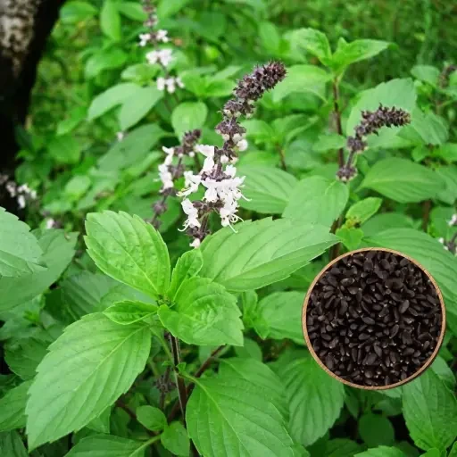 Great Basil (திருநீற்று பச்சிலை)