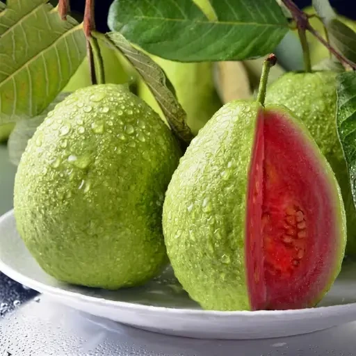 Guava Sapling (கொய்யா)