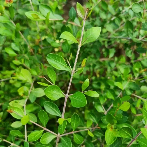 Henna (மருதாணி)