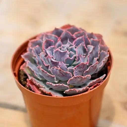 Hybrid Echeveria (ஈச்வேரியா)
