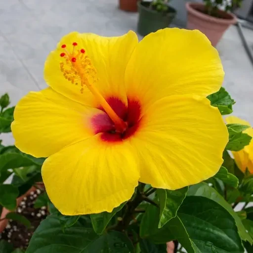 Hybrid Hibiscus (கலப்பின செம்பருத்தி)
