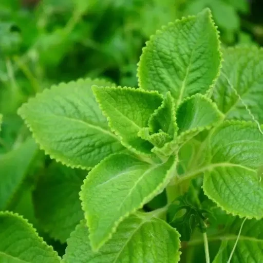 Indian Borage (கற்பூரவல்லி)