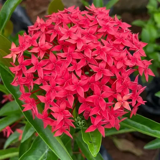 Ixora (இட்லிப் பூ)