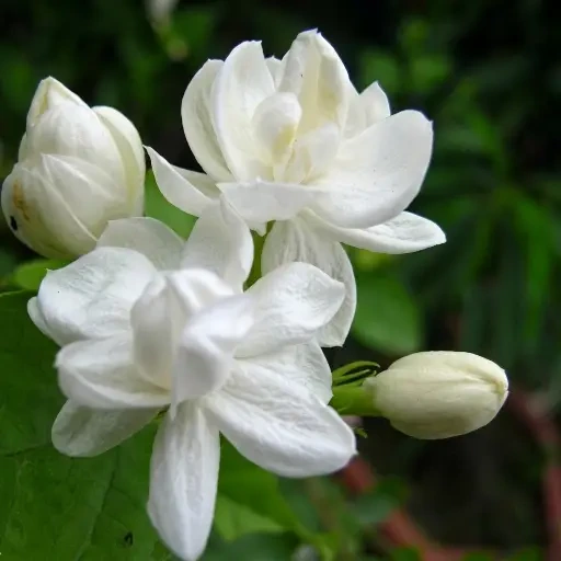 Jasmine (குண்டு மல்லி)