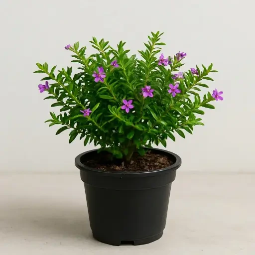 Mexican Heather (குப்பியா)