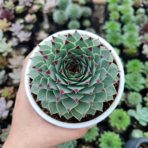 Lakshmi Kamal (லக்ஷ்மி கமல்)