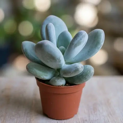 Moonstone (மூன்ஸ்டோன்)