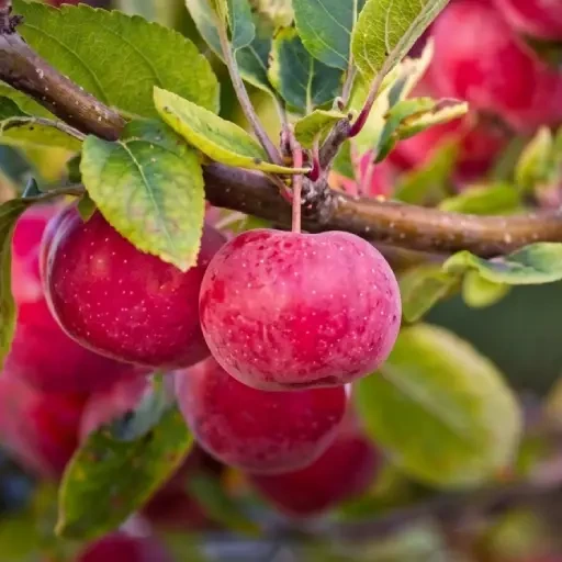 Ooty Apple Sapling (ஊட்டி ஆப்பிள்)