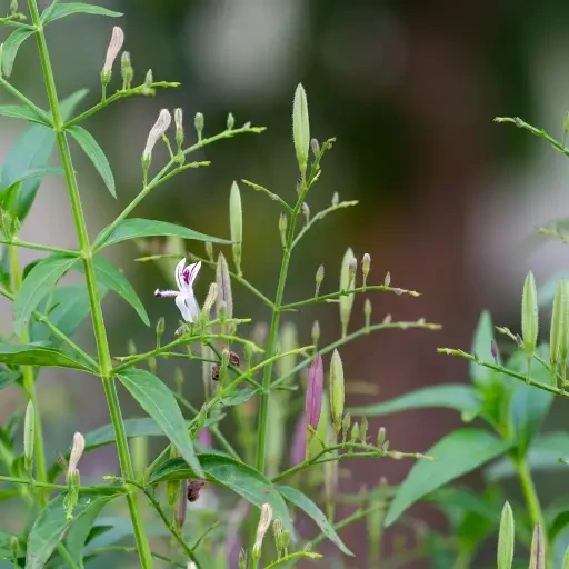 Periya Nangai (பெரியா நங்கை)