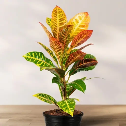 Petra Croton (பெட்ரா குரோட்டன்)